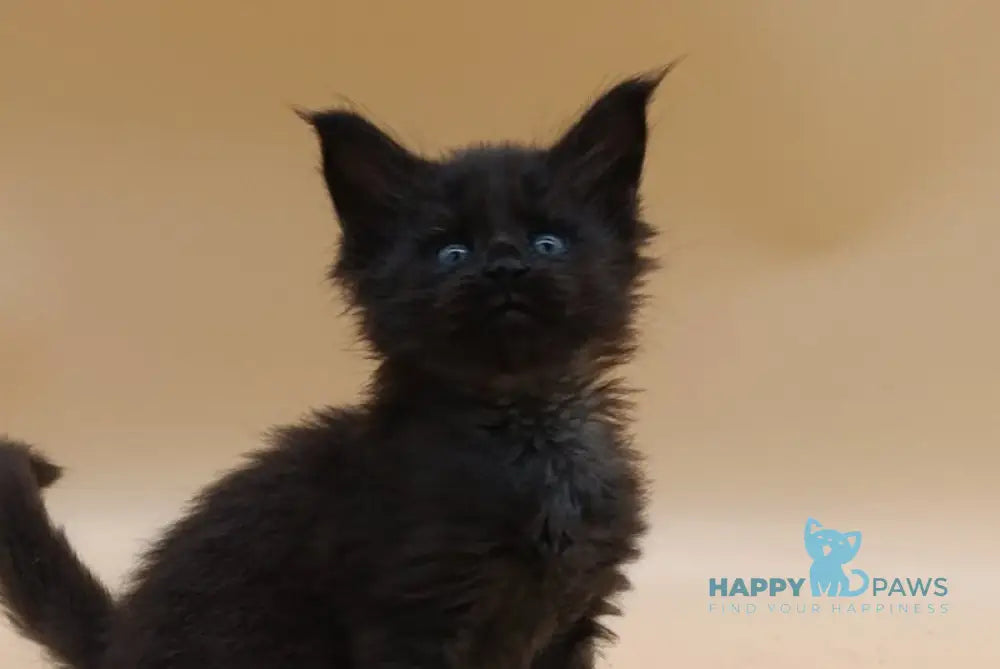 Iris Maine Coon female black silver live animals