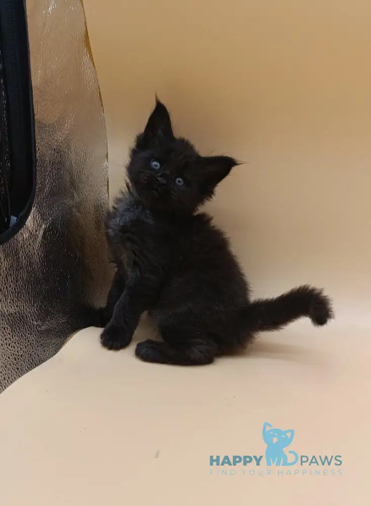 Iris Maine Coon female black silver live animals