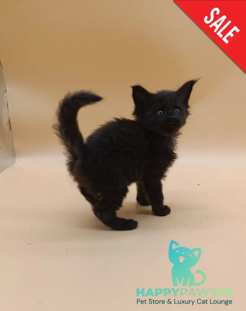 Iris Maine Coon female black silver live animals