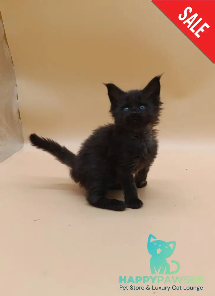 Iris Maine Coon female black silver live animals