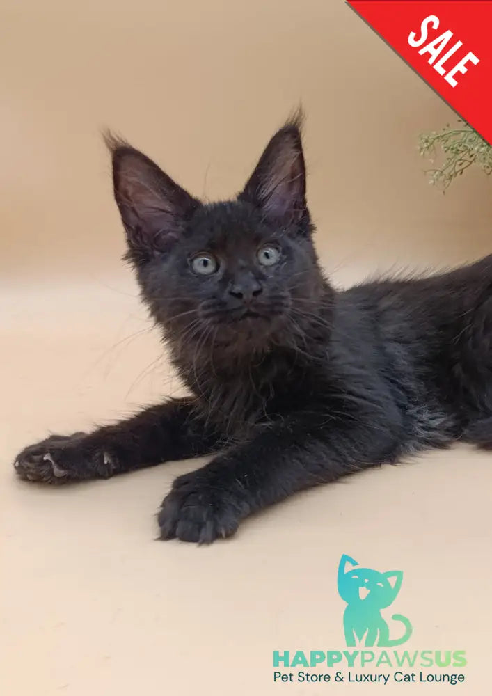 Iris Maine Coon female black silver - live animals
