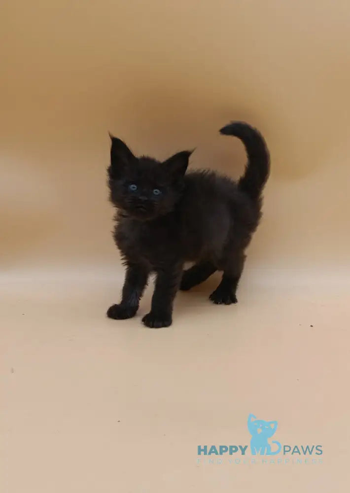 Iris Maine Coon female black silver live animals