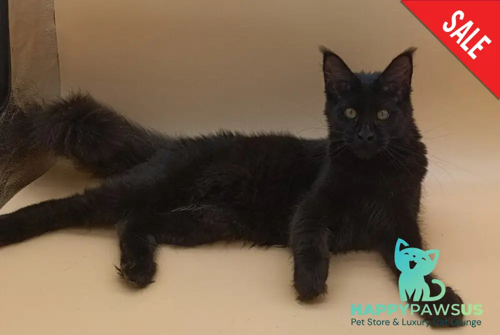 Iris Maine Coon female black silver - live animals