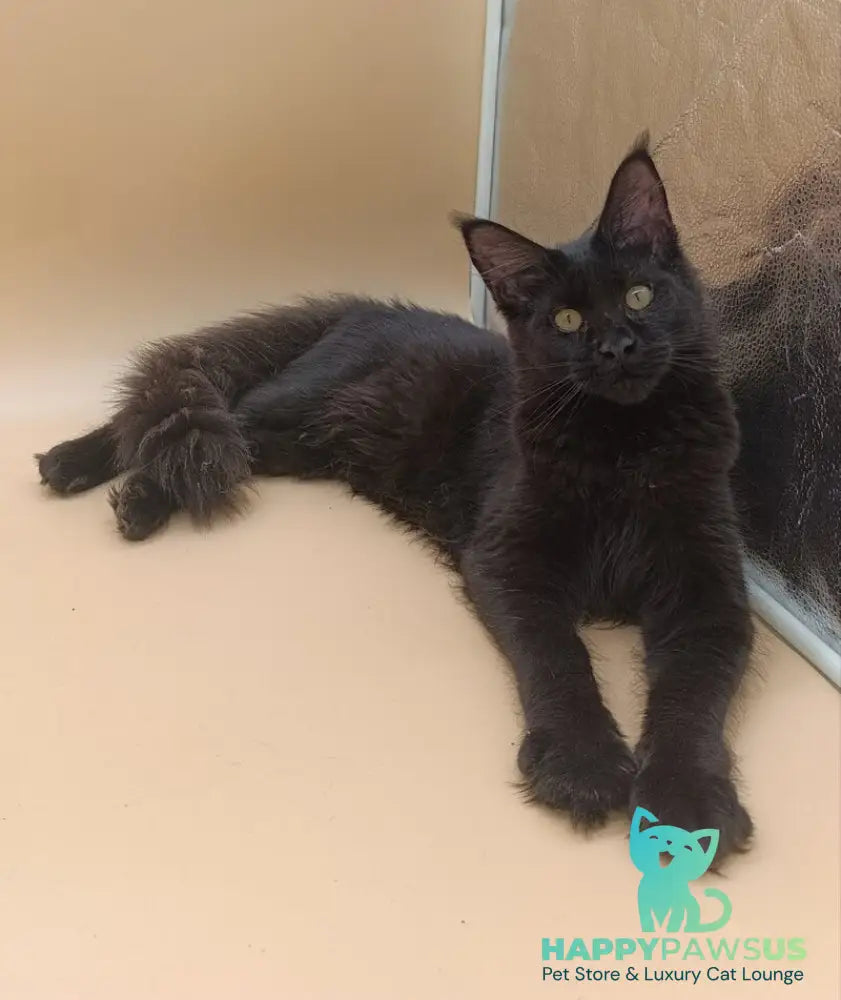 Iris Maine Coon female black silver - live animals
