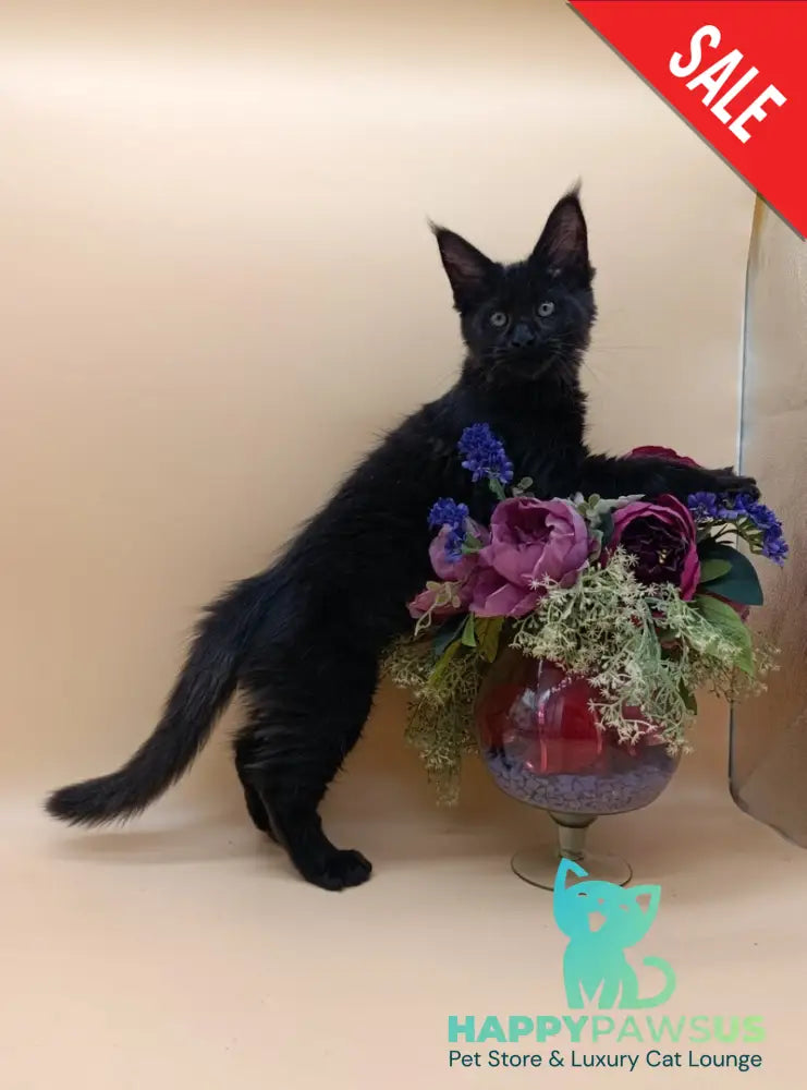 Iris Maine Coon female black silver - live animals