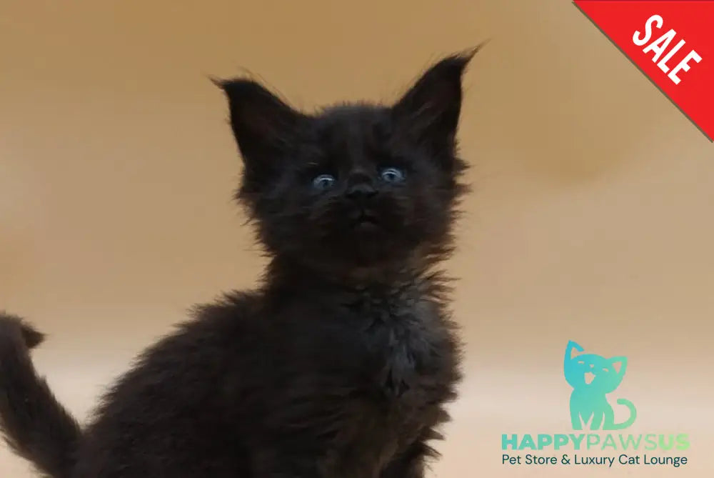 Iris Maine Coon female black silver live animals