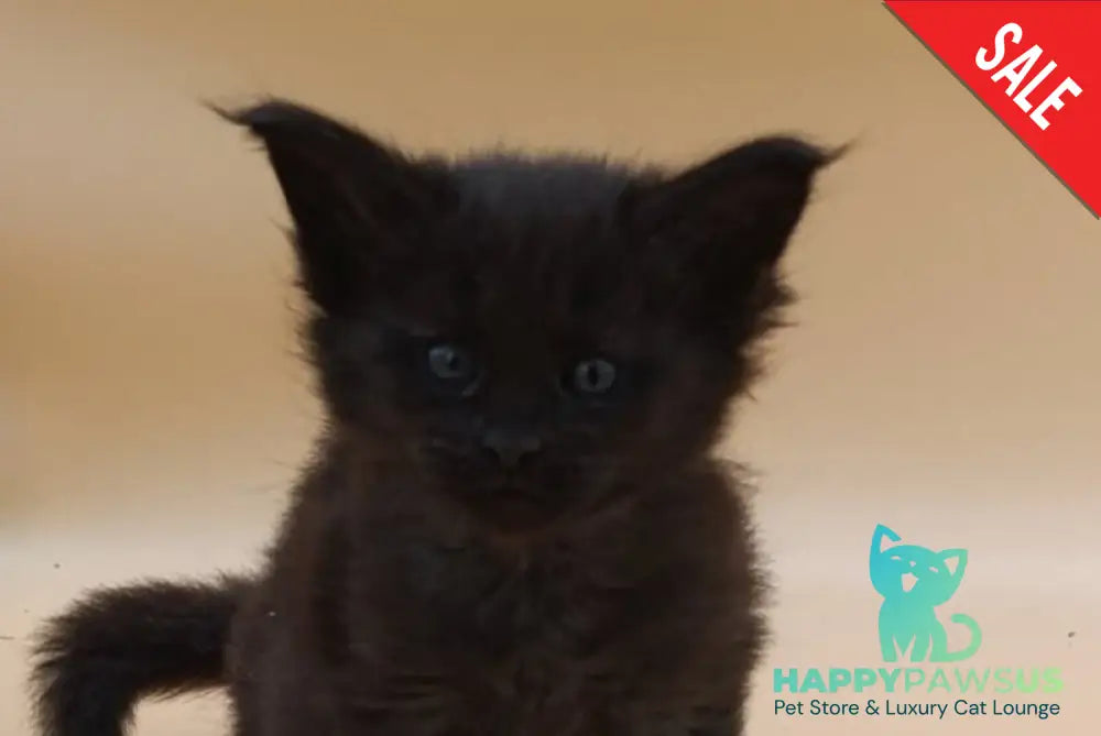 Iris Maine Coon female black silver live animals