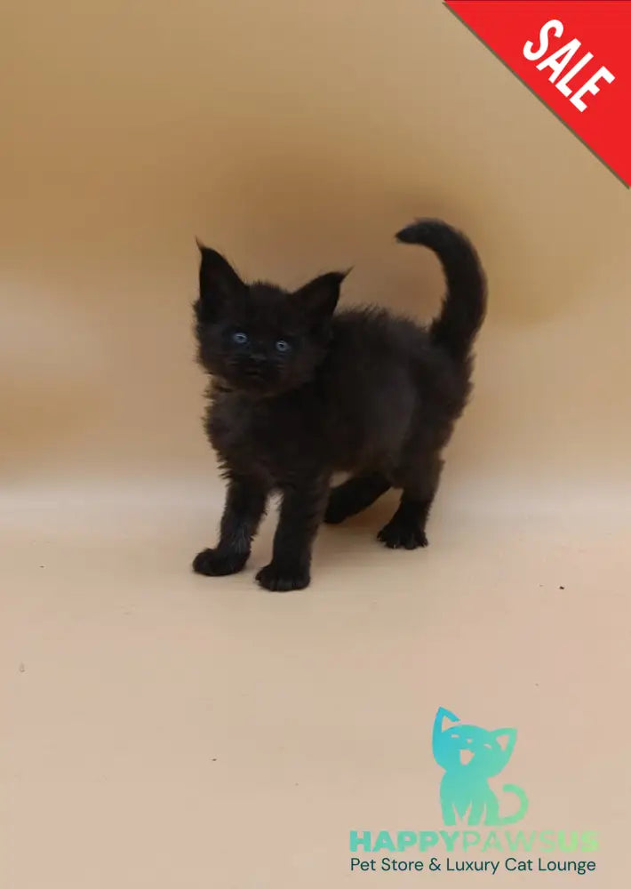 Iris Maine Coon female black silver live animals