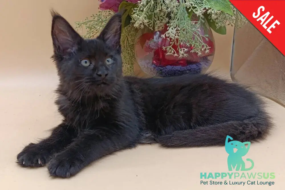 Iris Maine Coon female black silver - live animals