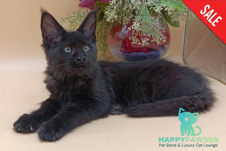 Iris Maine Coon female black silver - live animals