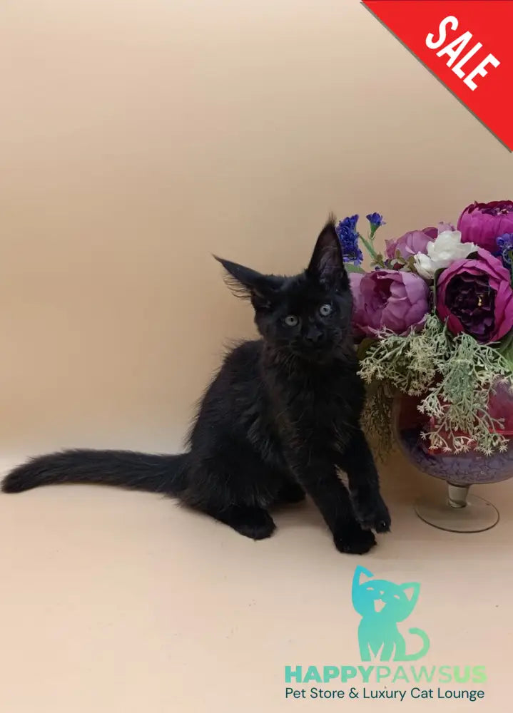 Iris Maine Coon female black silver - live animals