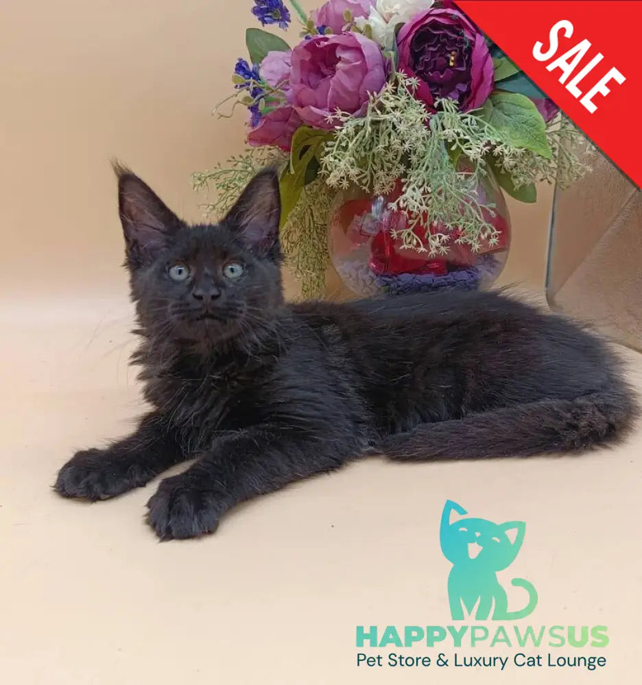 Iris Maine Coon female black silver - live animals
