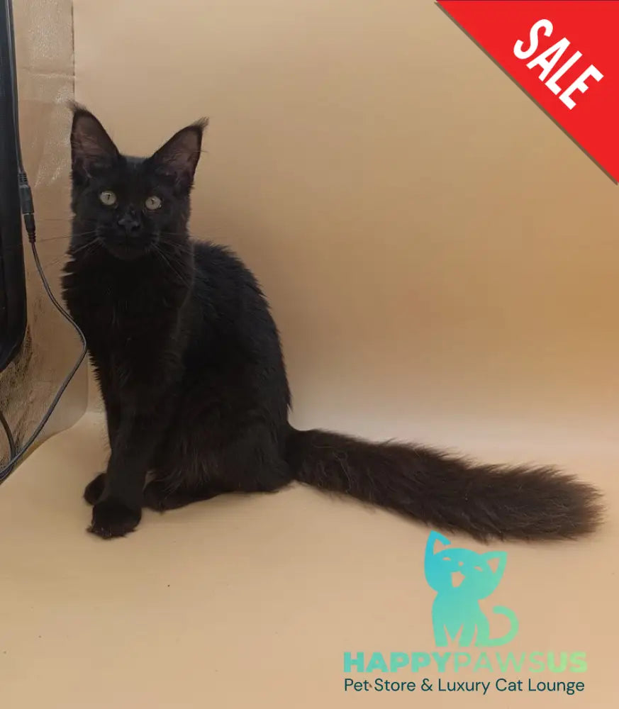 Iris Maine Coon female black silver - live animals