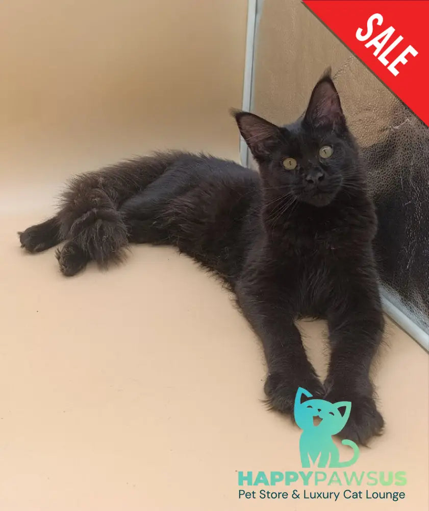 Iris Maine Coon female black silver - live animals