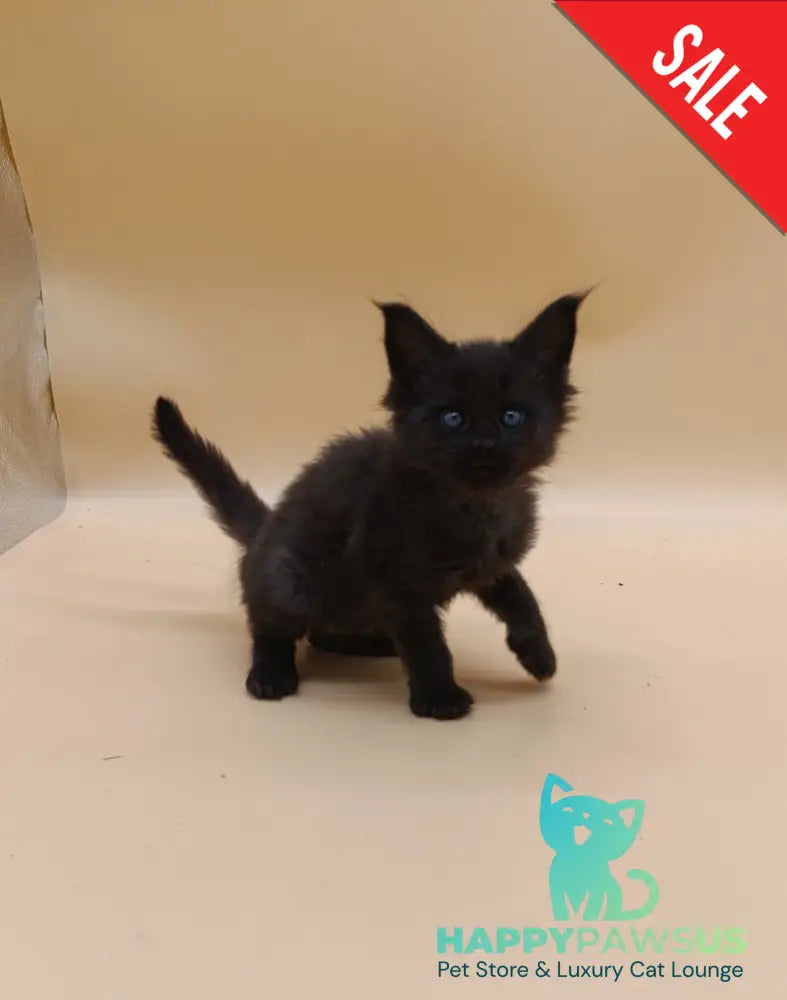 Iris Maine Coon female black silver live animals