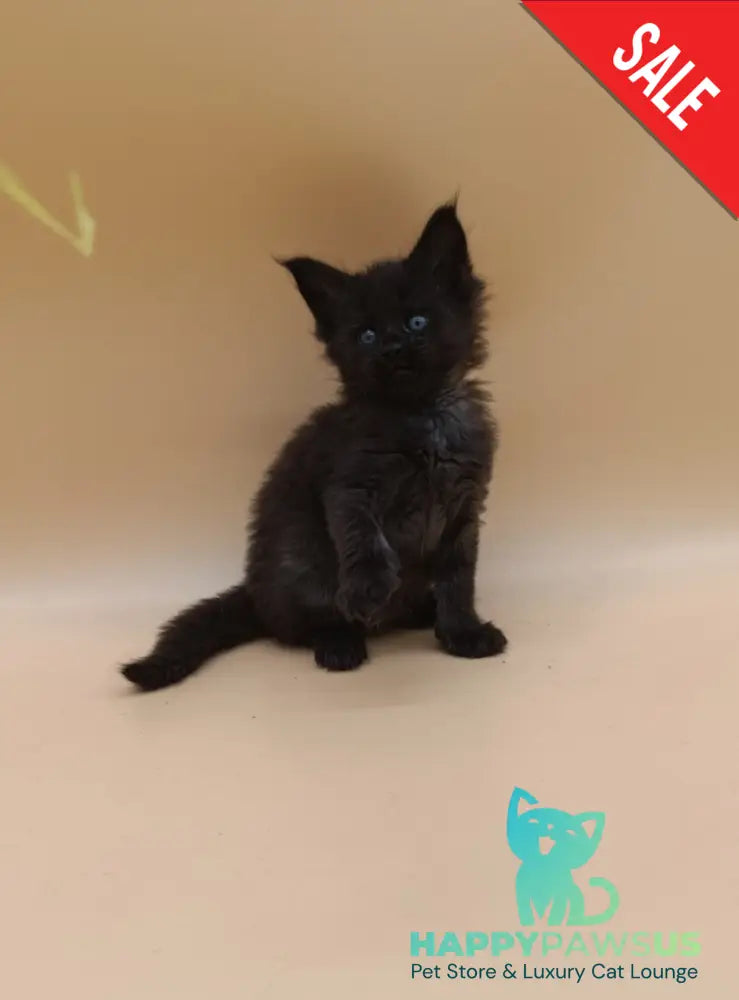 Iris Maine Coon female black silver live animals