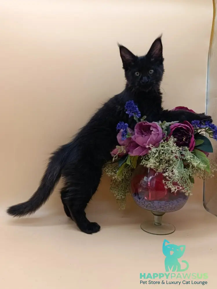 Iris Maine Coon female black silver - live animals