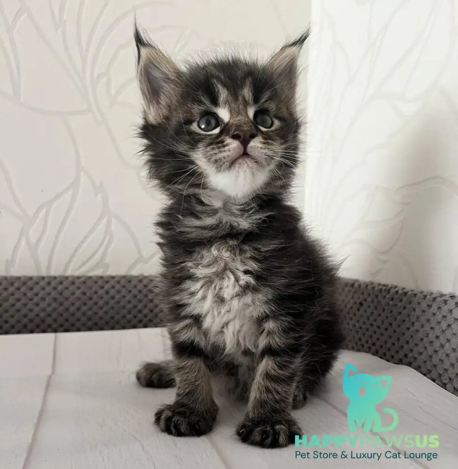 Iris Maine Coon female black tabby - live animals