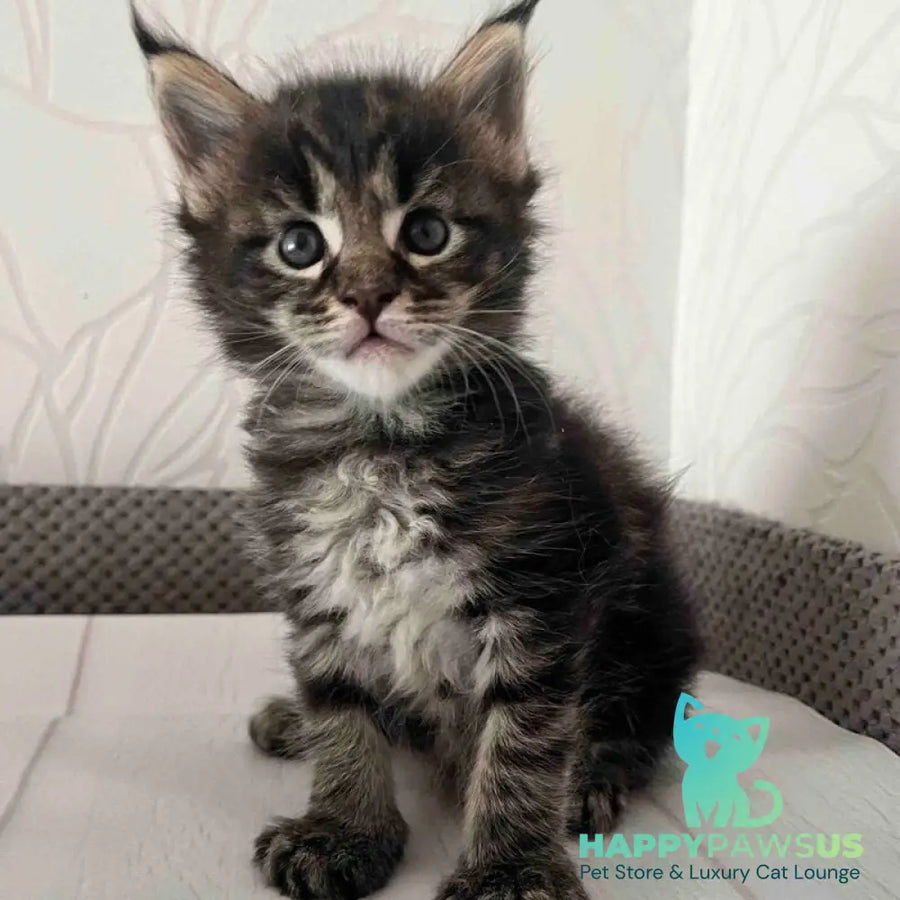 Iris Maine Coon female black tabby - live animals