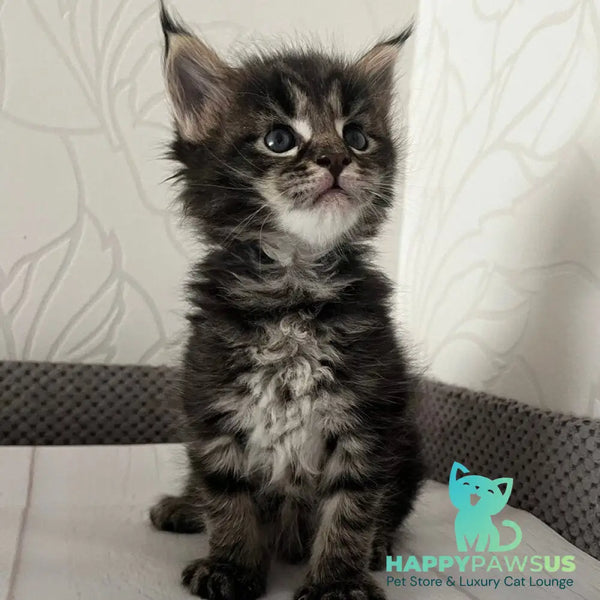 Iris Maine Coon female black tabby - live animals