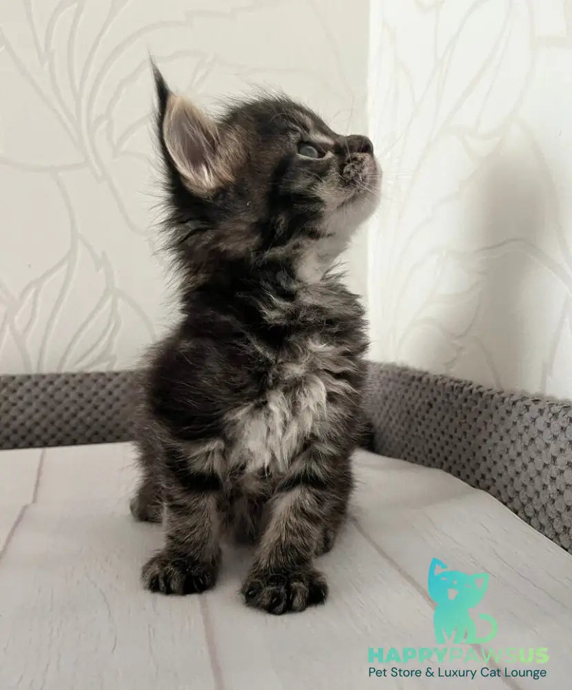 Iris Maine Coon female black tabby - live animals