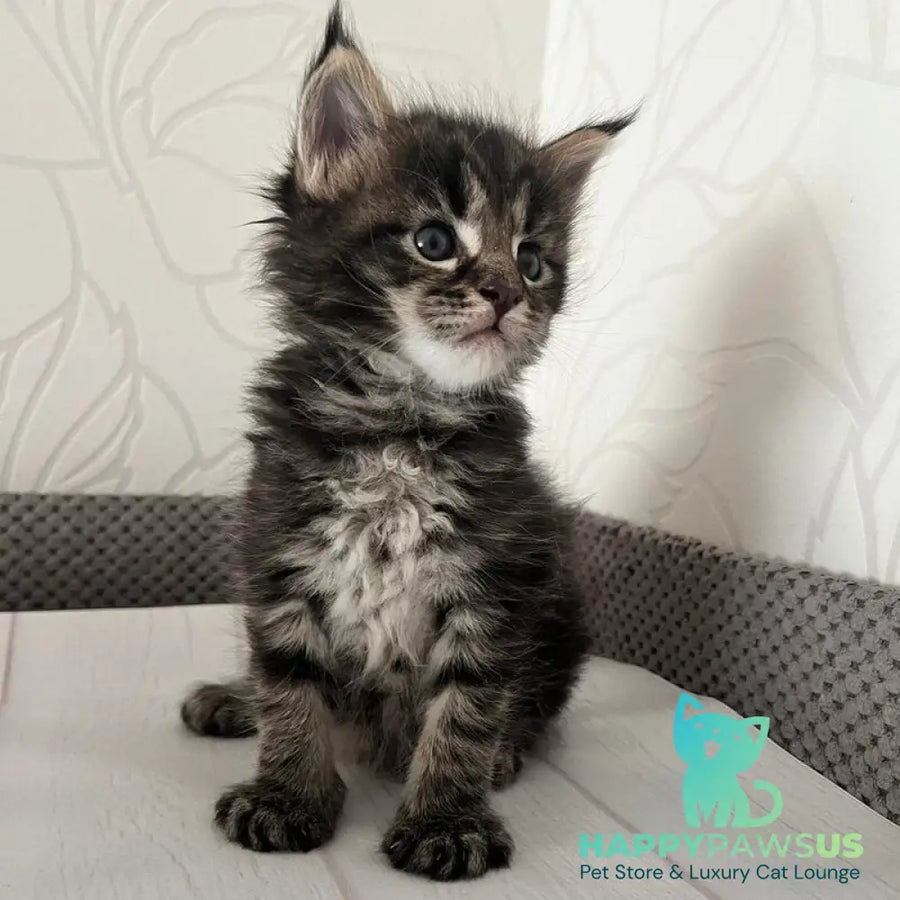 Iris Maine Coon female black tabby - live animals