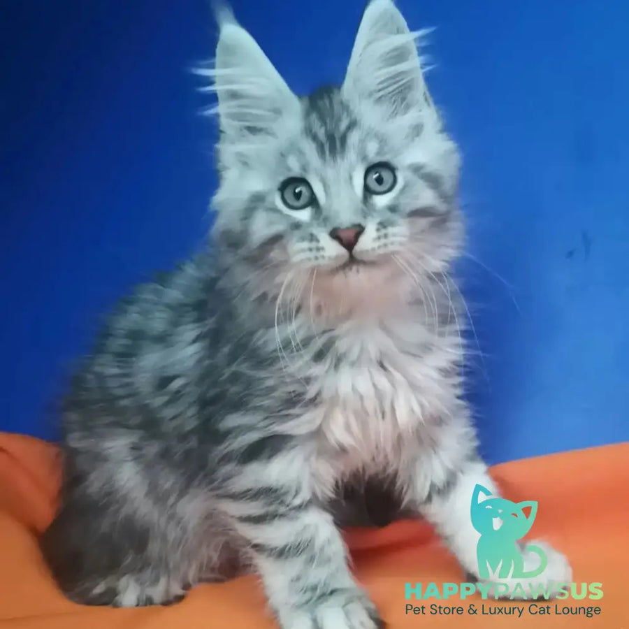 Iris Maine Coon male black silver spotted tabby - live animals