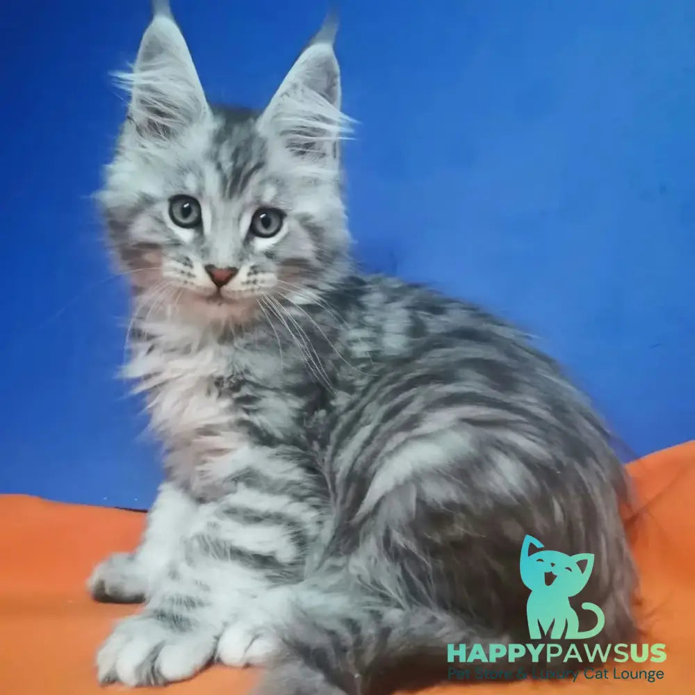 Iris Maine Coon male black silver spotted tabby - live animals