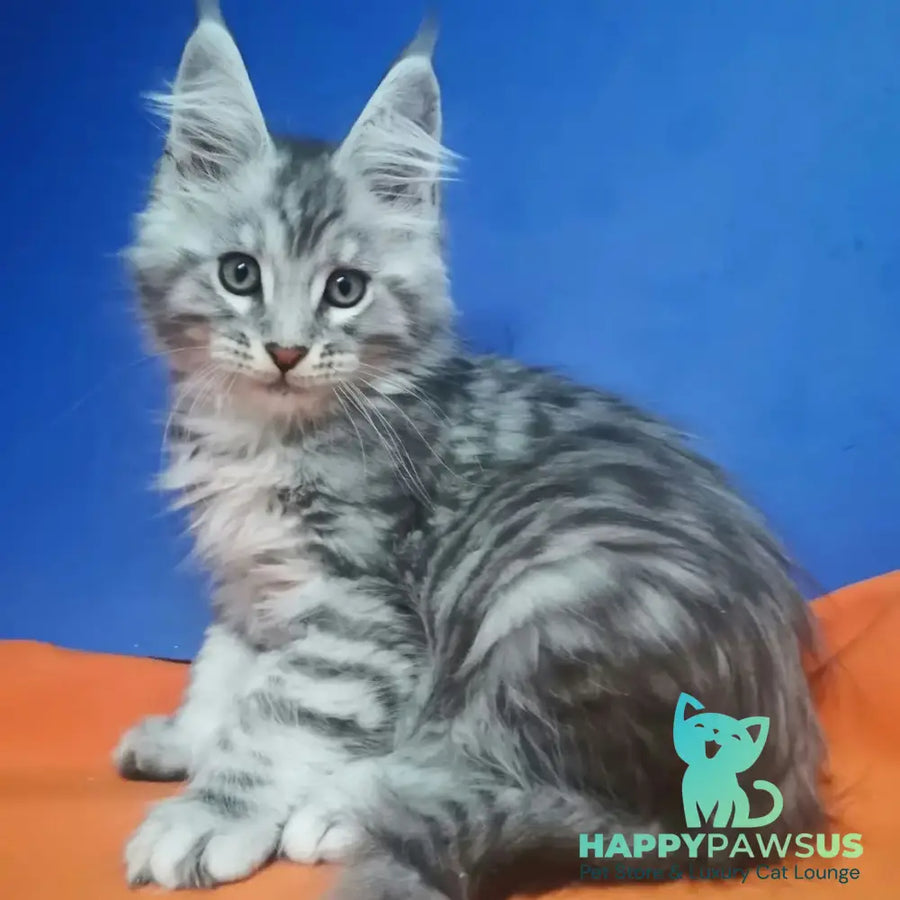 Iris Maine Coon male black silver spotted tabby - live animals