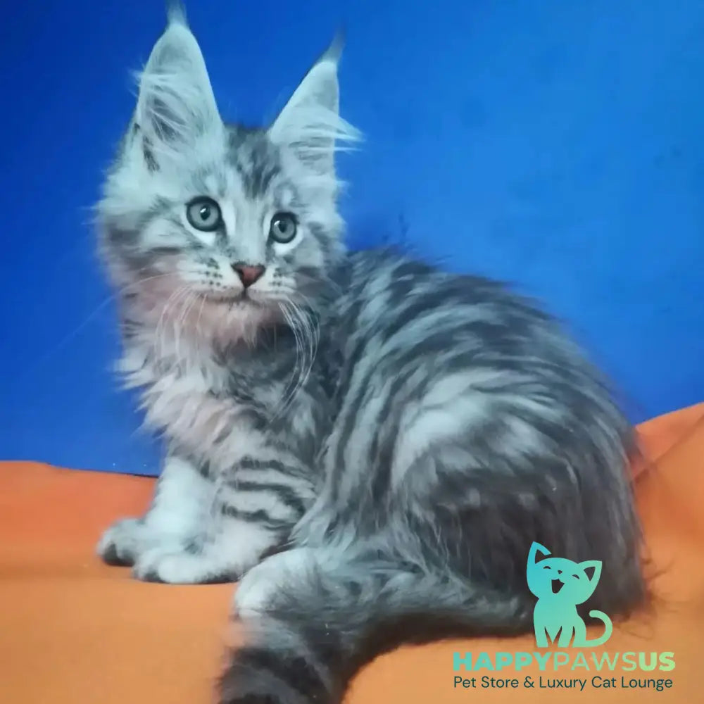 Iris Maine Coon male black silver spotted tabby - live animals