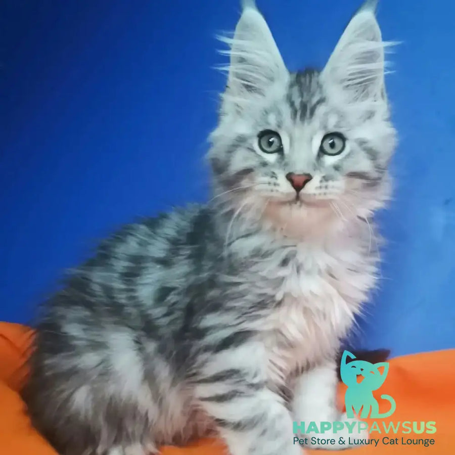 Iris Maine Coon male black silver spotted tabby - live animals