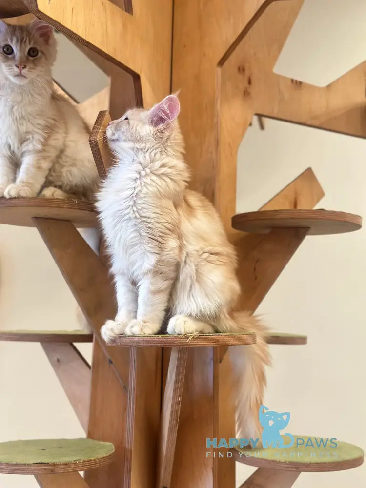 Iris Maine Coon male red silver tabby live animals