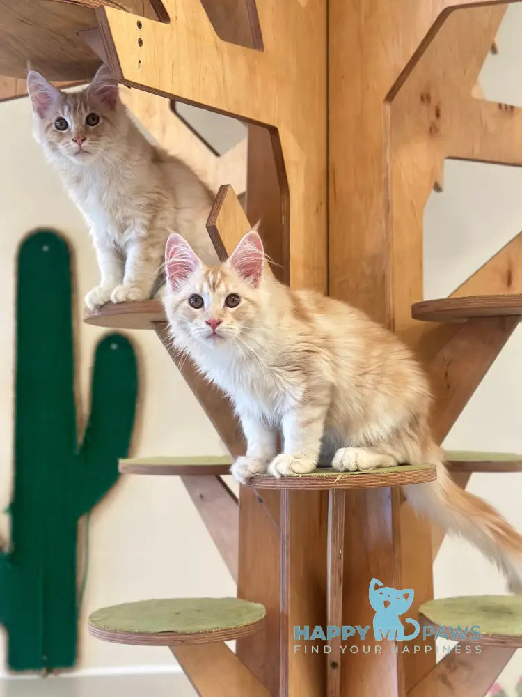 Iris Maine Coon male red silver tabby live animals