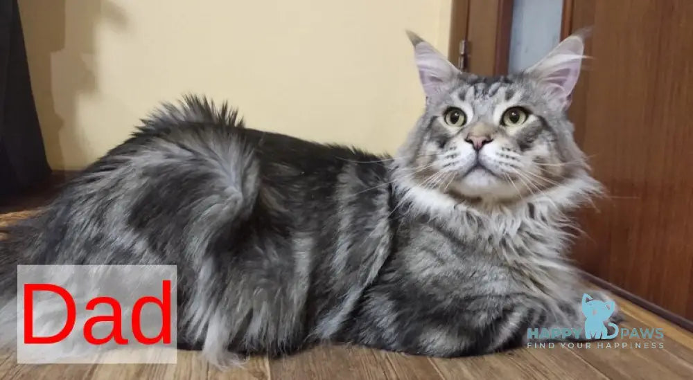 Iris Maine Coon male red silver tabby live animals