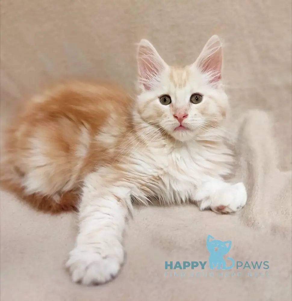 Iris Maine Coon male red silver tabby live animals
