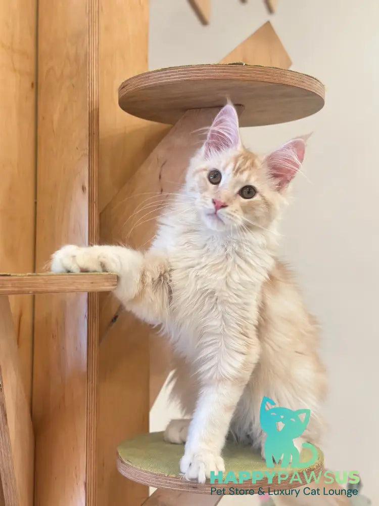 Iris Maine Coon male red silver tabby live animals