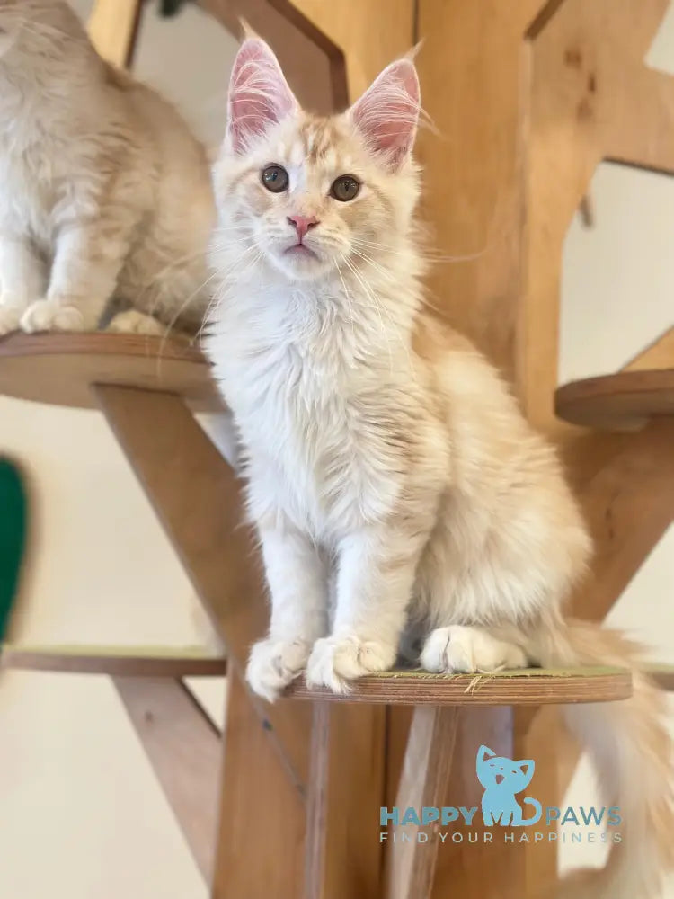 Iris Maine Coon male red silver tabby live animals