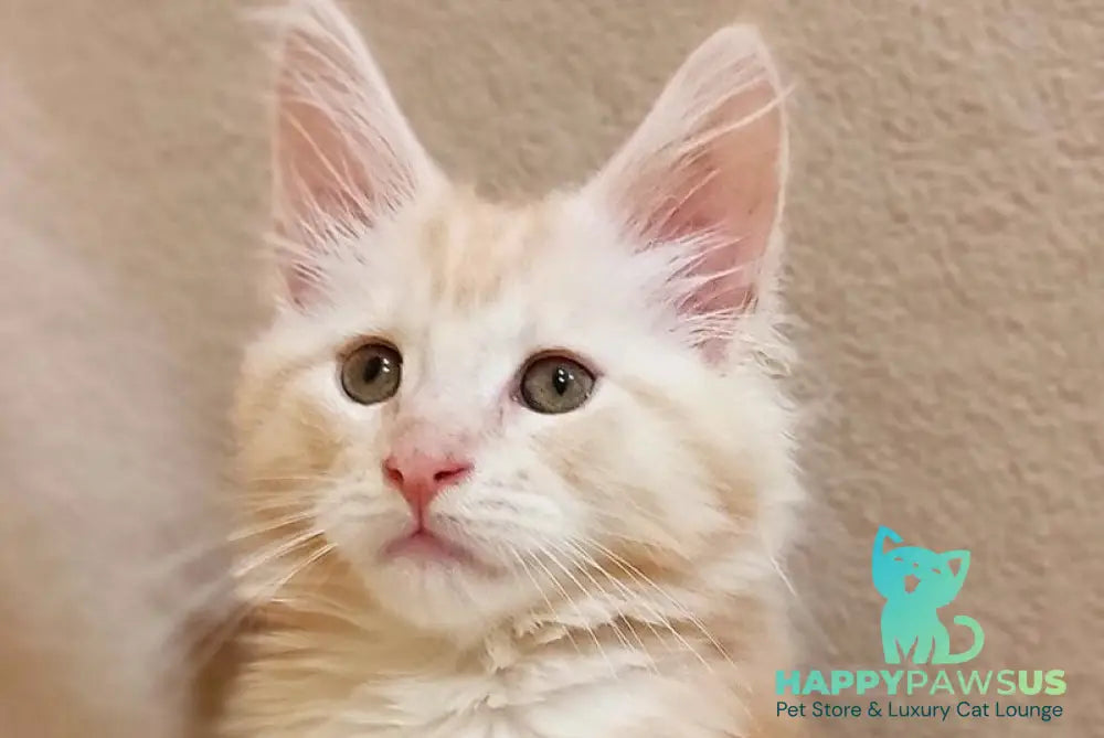 Iris Maine Coon male red silver tabby live animals