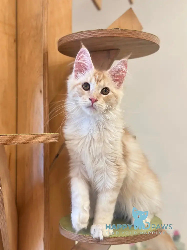 Iris Maine Coon male red silver tabby live animals