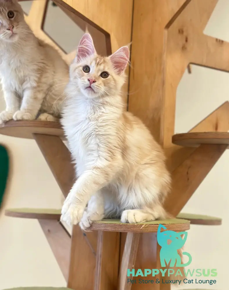 Iris Maine Coon male red silver tabby live animals