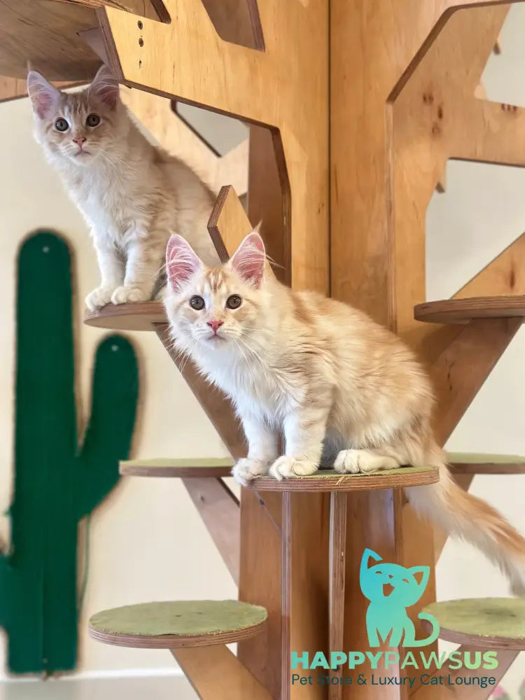Iris Maine Coon male red silver tabby live animals
