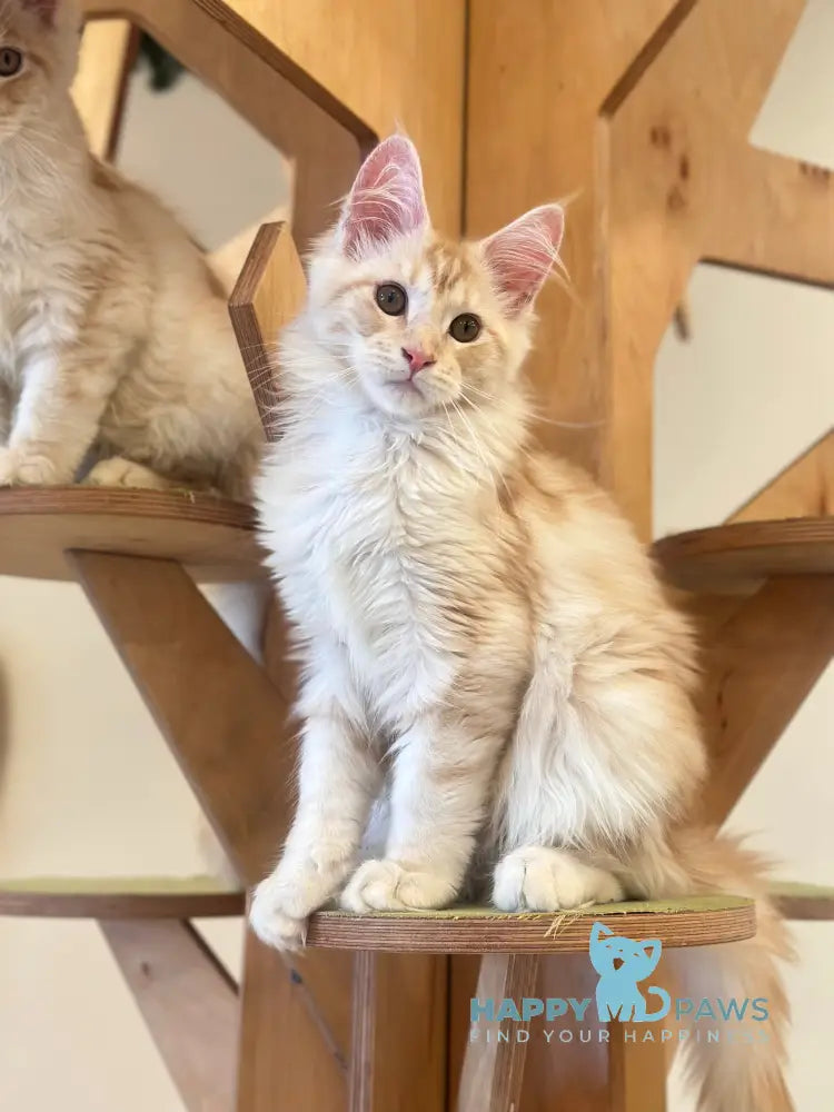 Iris Maine Coon male red silver tabby live animals