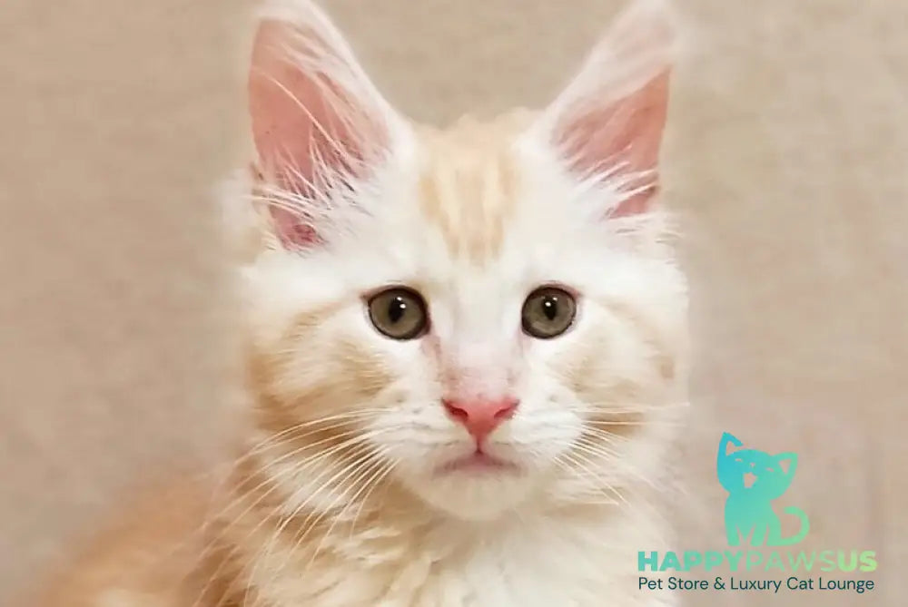 Iris Maine Coon male red silver tabby live animals