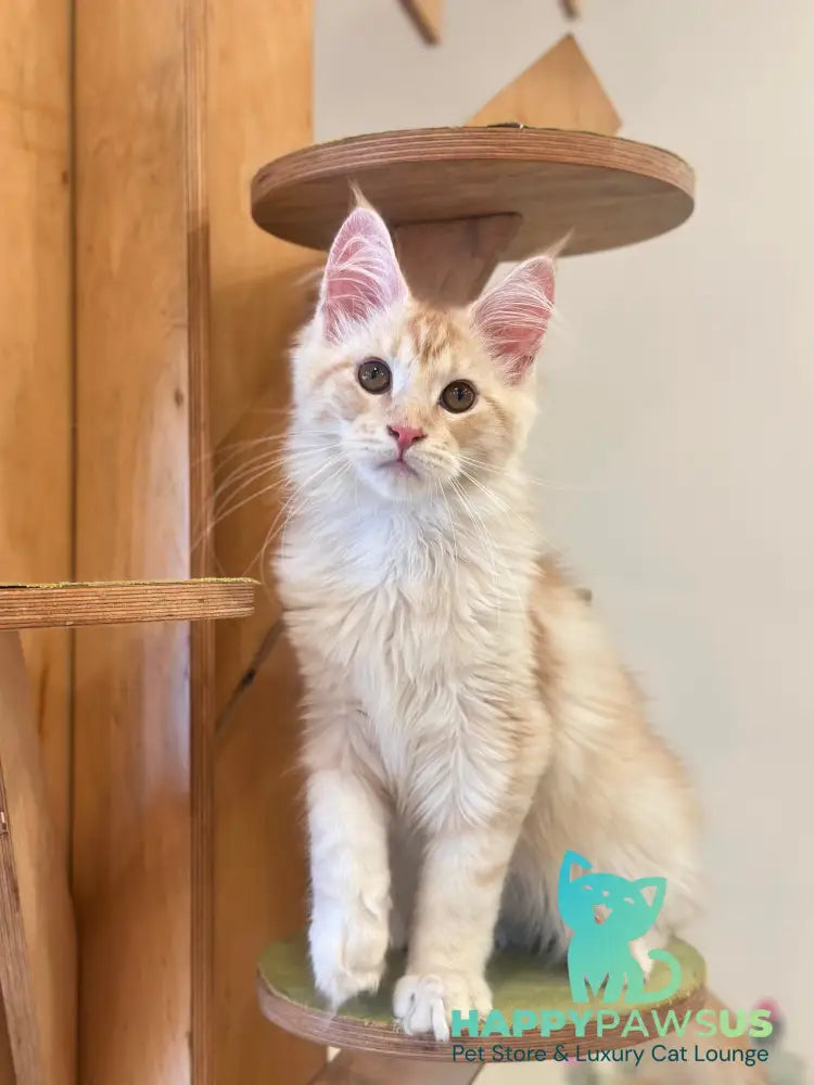 Iris Maine Coon male red silver tabby live animals