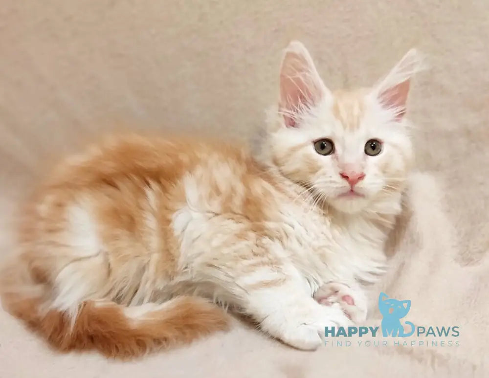 Iris Maine Coon male red silver tabby live animals