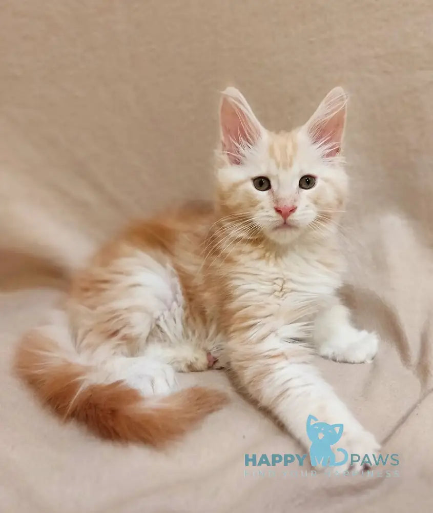 Iris Maine Coon male red silver tabby live animals
