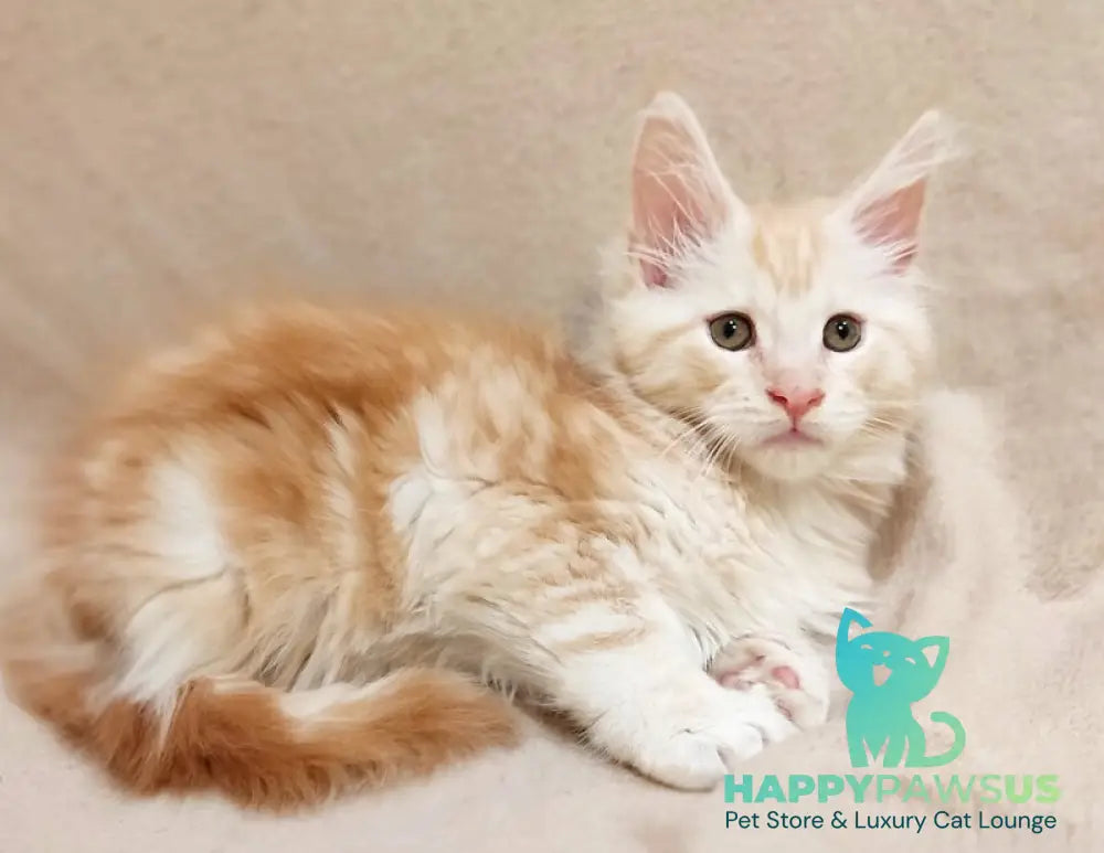 Iris Maine Coon male red silver tabby live animals