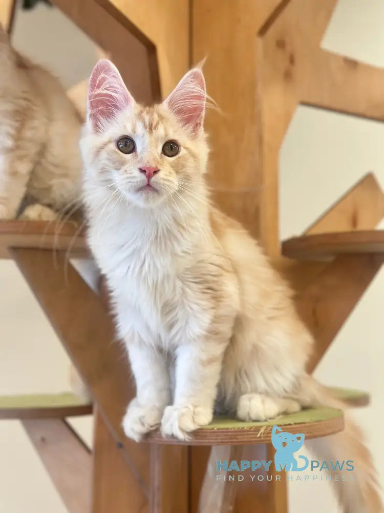 Iris Maine Coon male red silver tabby live animals