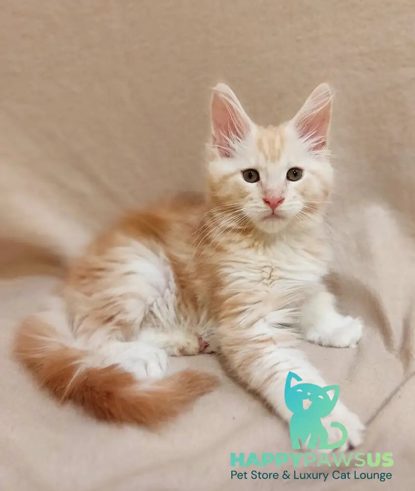 Iris Maine Coon male red silver tabby live animals