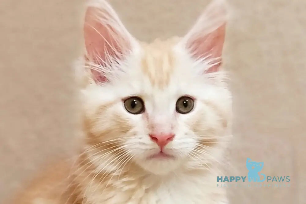 Iris Maine Coon male red silver tabby live animals